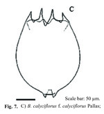 Brachionus calyciflorus