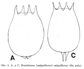 Brachionus calyciflorus