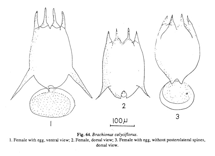 Brachionus calyciflorus