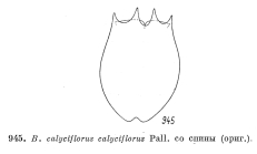 Brachionus calyciflorus