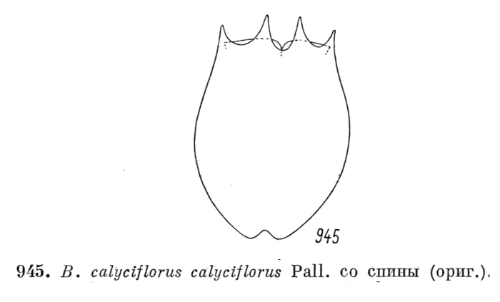 Brachionus calyciflorus