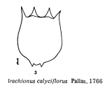 Brachionus calyciflorus