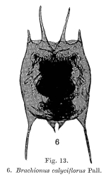 Brachionus calyciflorus