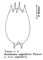 Brachionus calyciflorus