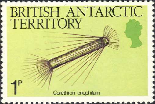 Corethron criophilum