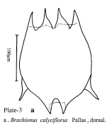 Brachionus calyciflorus