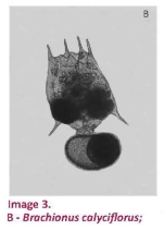 Brachionus calyciflorus