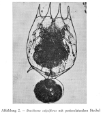 Brachionus calyciflorus