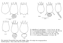 Brachionus calyciflorus