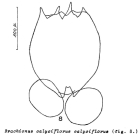 Brachionus calyciflorus
