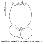 Brachionus calyciflorus