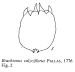 Brachionus calyciflorus
