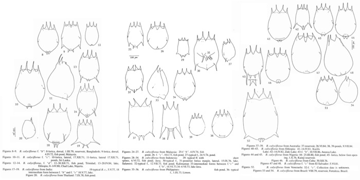 Brachionus calyciflorus