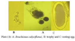Brachionus calyciflorus