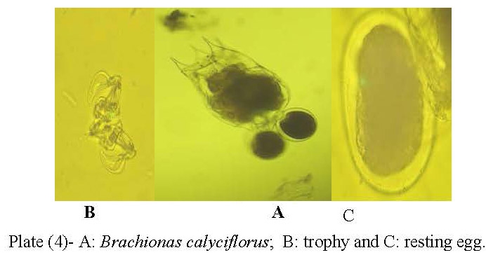 Brachionus calyciflorus