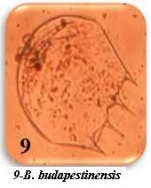 Brachionus calyciflorus