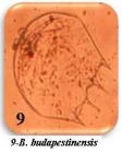 Brachionus calyciflorus