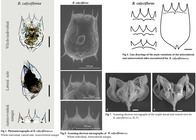 Brachionus calyciflorus