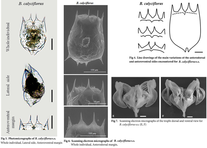 Brachionus calyciflorus