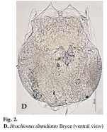 Brachionus calyciflorus
