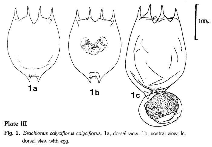 Brachionus calyciflorus