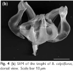 Brachionus calyciflorus