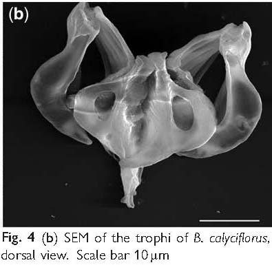 Brachionus calyciflorus