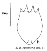 Brachionus calyciflorus