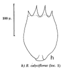 Brachionus calyciflorus