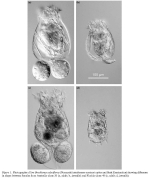 Brachionus calyciflorus