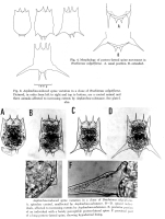 Brachionus calyciflorus