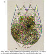 Brachionus calyciflorus