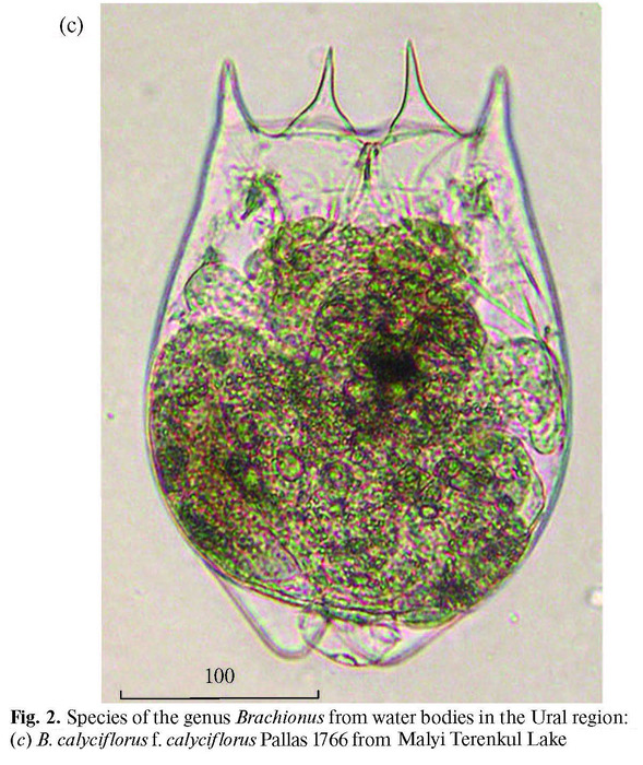 Brachionus calyciflorus