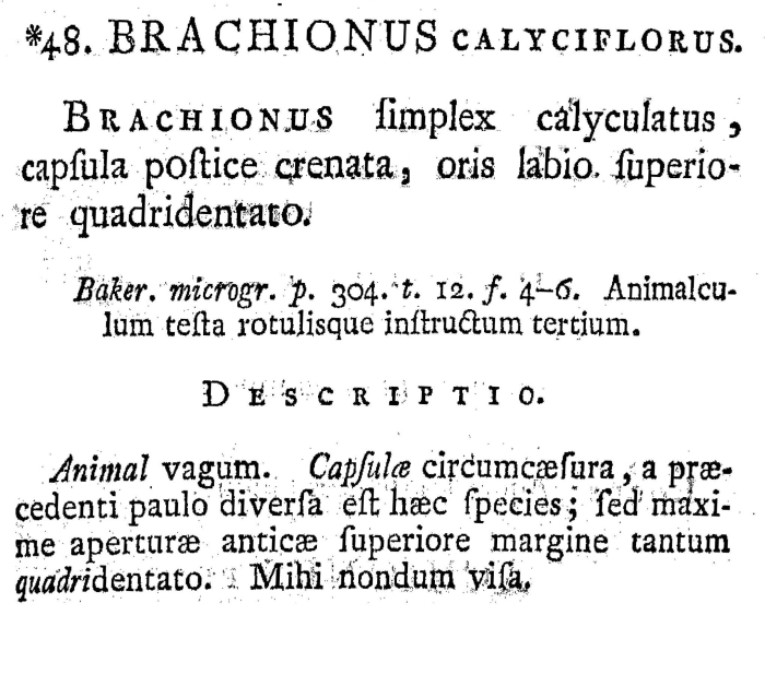 Brachionus calyciflorus - Original description image