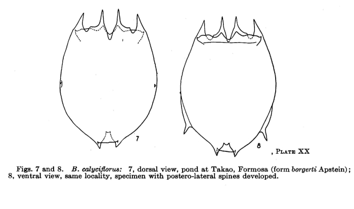 Brachionus calyciflorus borgerti