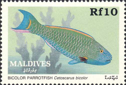 Cetoscarus bicolor