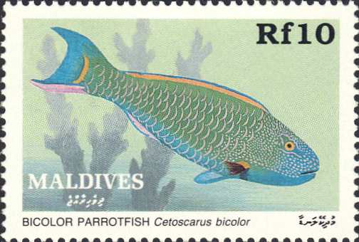 Cetoscarus bicolor Cetoscarus bicolor