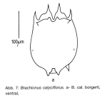 Brachionus calyciflorus borgerti