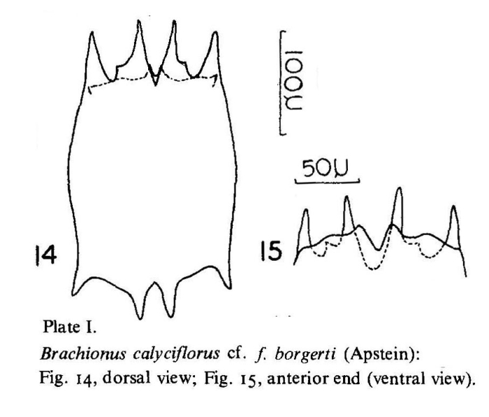 Brachionus calyciflorus borgerti