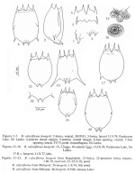 Brachionus calyciflorus borgerti