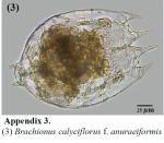 Brachionus calyciflorus borgerti
