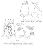 Brachionus calyciflorus borgerti - Original description image