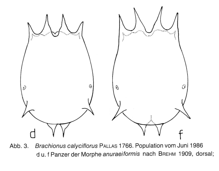 Brachionus calyciflorus f. anuraeiformis