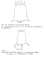 Brachionus calyciflorus f. anuraeiformis