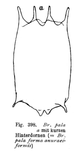 Brachionus calyciflorus f. anuraeiformis