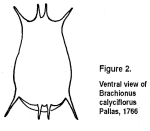 Brachionus calyciflorus f. anuraeiformis