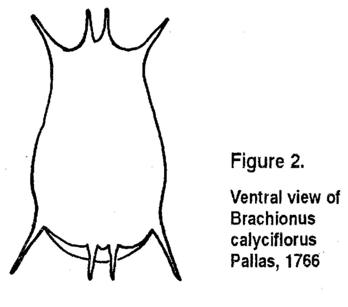 Brachionus calyciflorus f. anuraeiformis