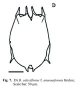 Brachionus calyciflorus f. anuraeiformis
