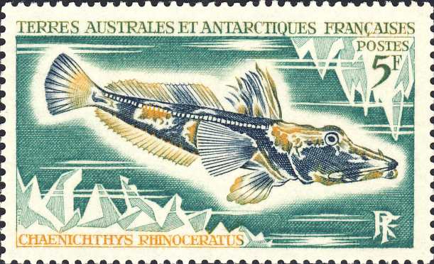 Chaenichthys rhinoceratus Chaenichthys rhinoceratus