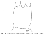 Brachionus calyciflorus f. anuraeiformis